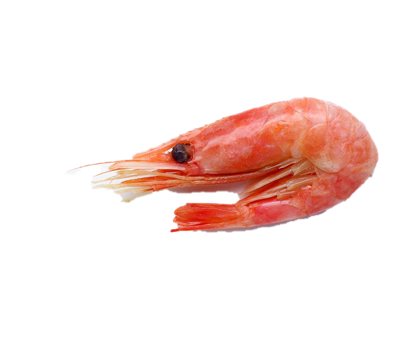 Shrimp PNG Download Image