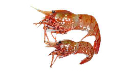 Shrimp PNG Free Download