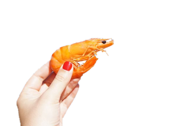 Shrimp PNG High-Quality Image