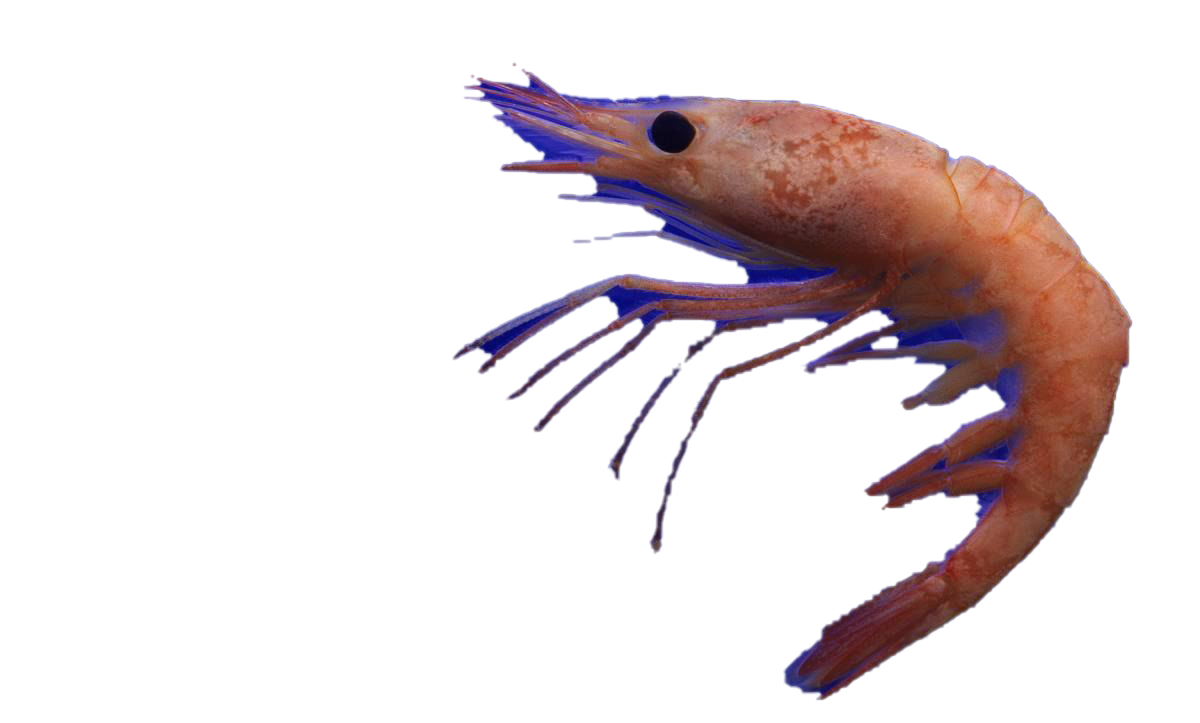 Shrimp PNG Image Background