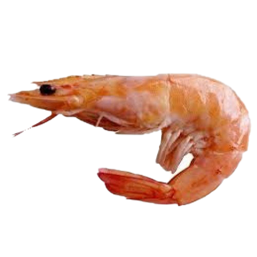 Shrimp PNG Image Transparent Background