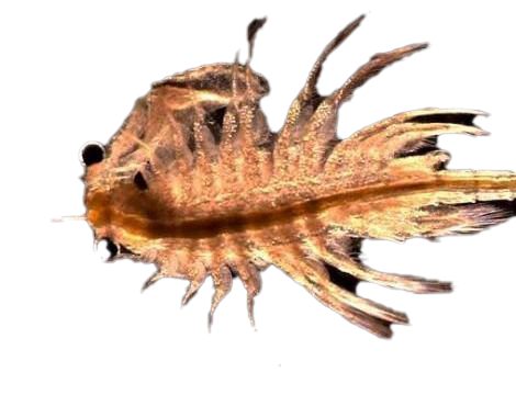 Shrimp PNG Image Transparent