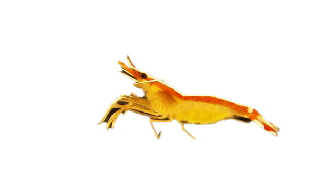 Shrimp PNG Photo