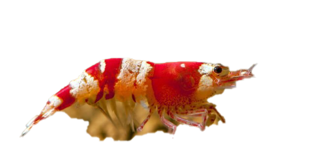 Shrimp PNG Picture