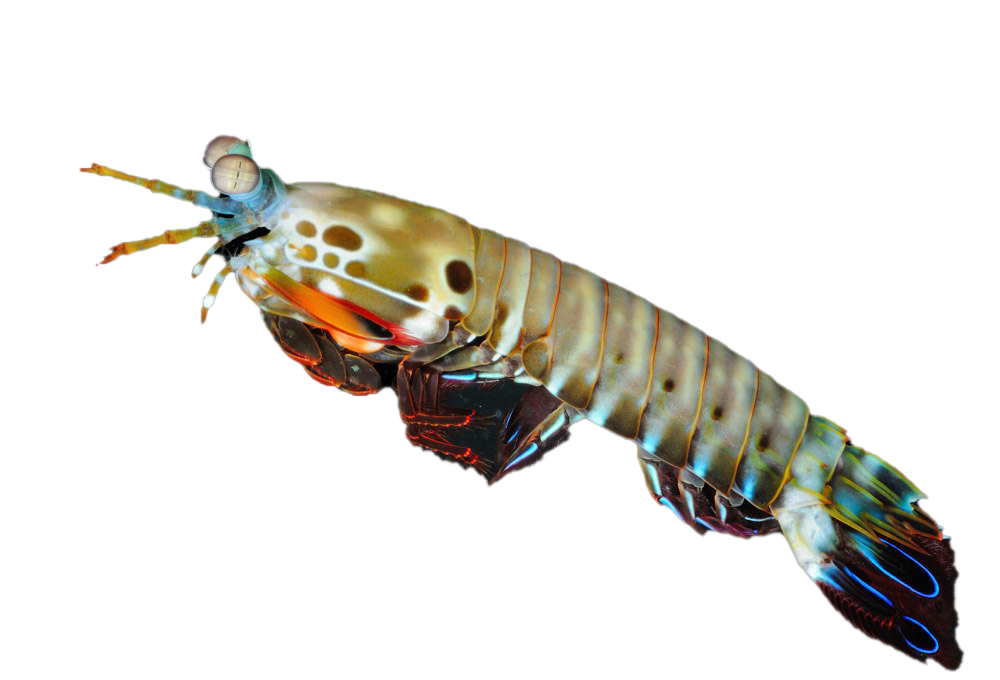 Shrimp Transparent Background PNG
