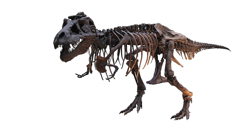 Tyrannosaurus Rex PNG Free Download