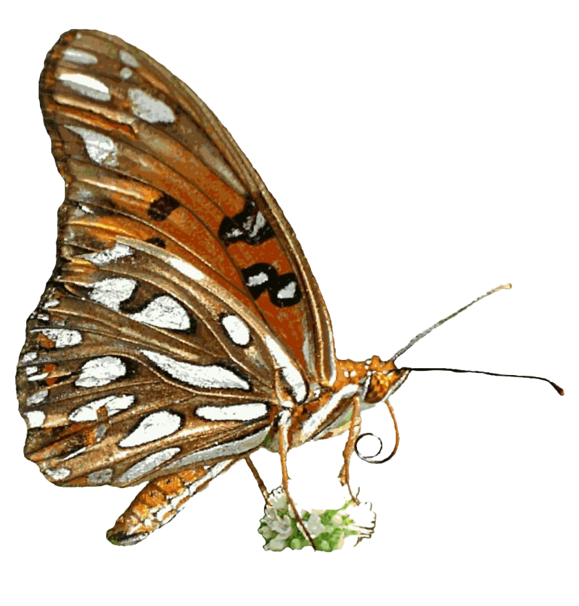 Animated Butterfly PNG Image