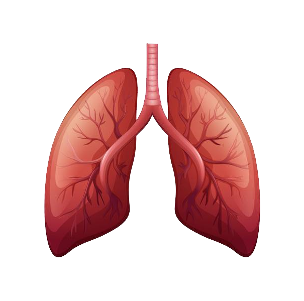 Animated Lungs Free PNG Image