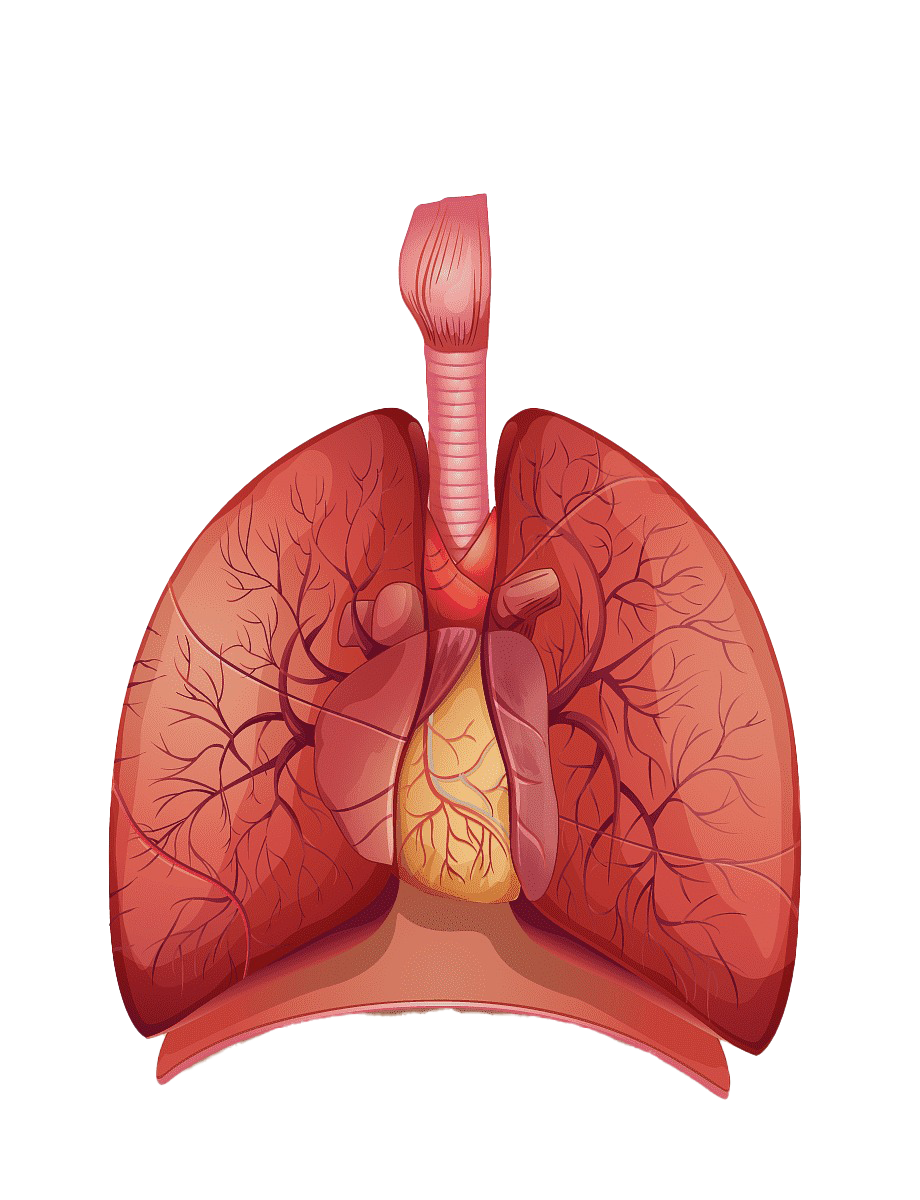 Animated Lungs PNG High-Quality Image