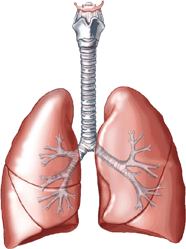 Animated Lungs PNG Image Background