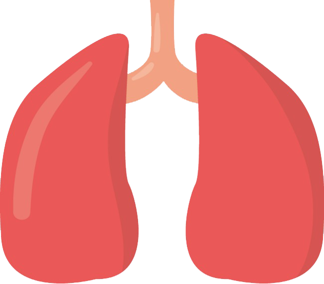 Animated Lungs PNG Image | PNG Arts