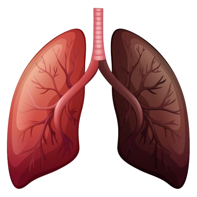 Animated Lungs PNG Photo