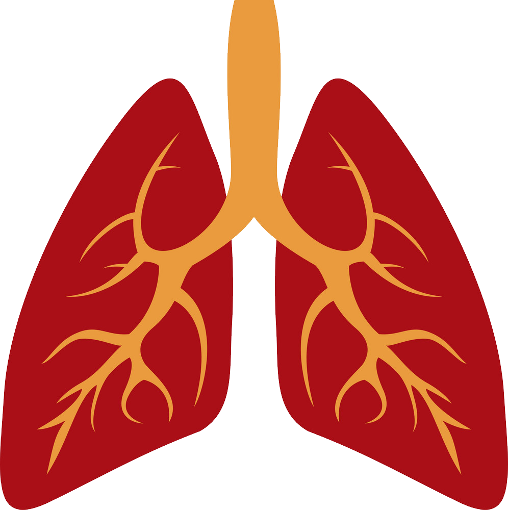 Animated Lungs Transparent Images