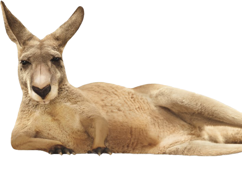 Australian Kangaroo Scarica limmagine PNG
