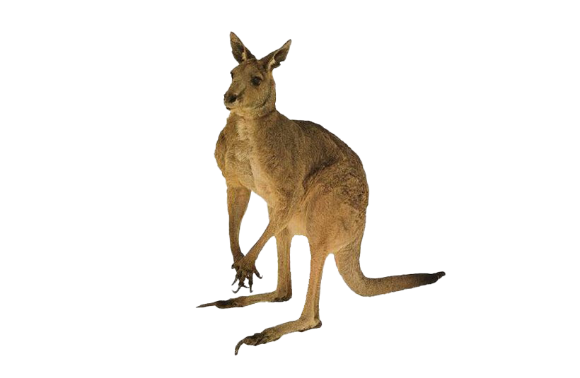 Австралийский кенгуру бесплатно PNG Image