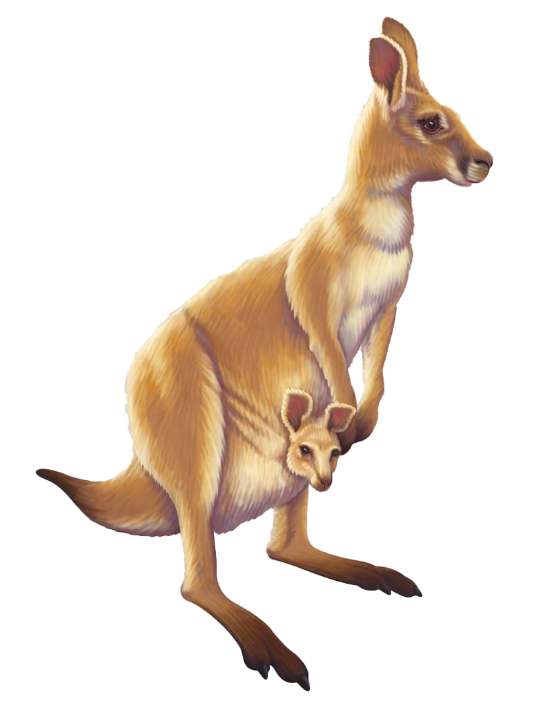 Австралийский кенгуру PNG скачать бесплатно