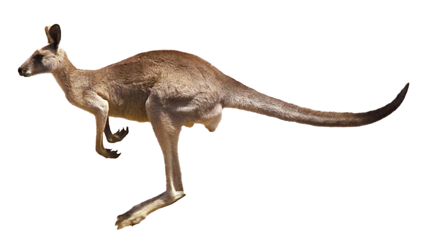 Fundo de imagem de canguru australiano PNG