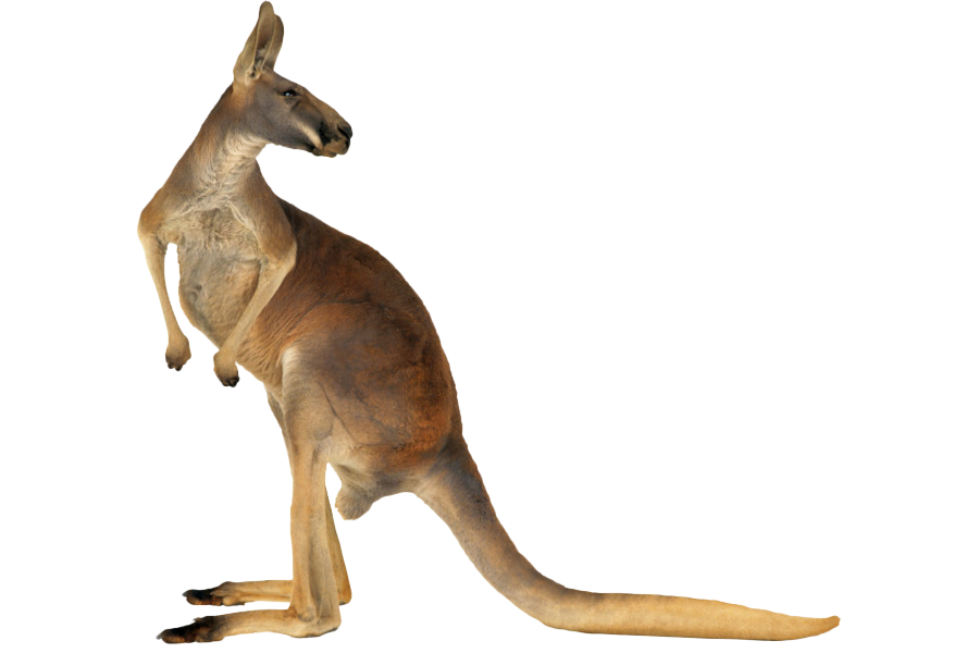 Fundo transparente de imagem de canguru australiano PNG