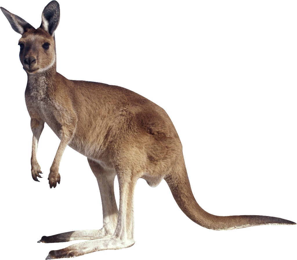 Fondo Transparente de canguro australiano PNG