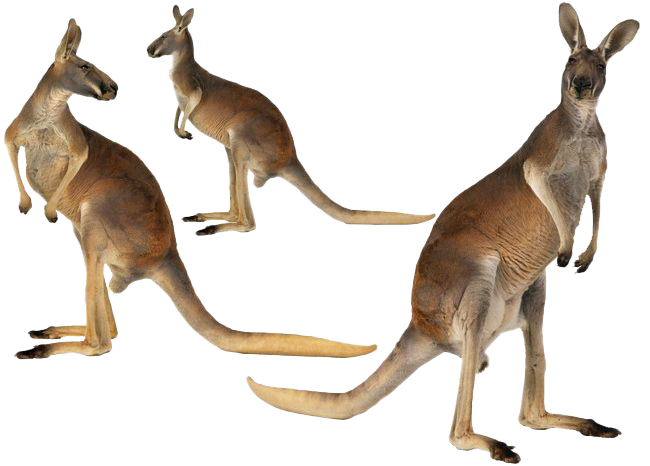 Imágenes Transparentes de canguro australiano