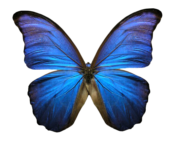 Blue Animated Butterfly PNG Image