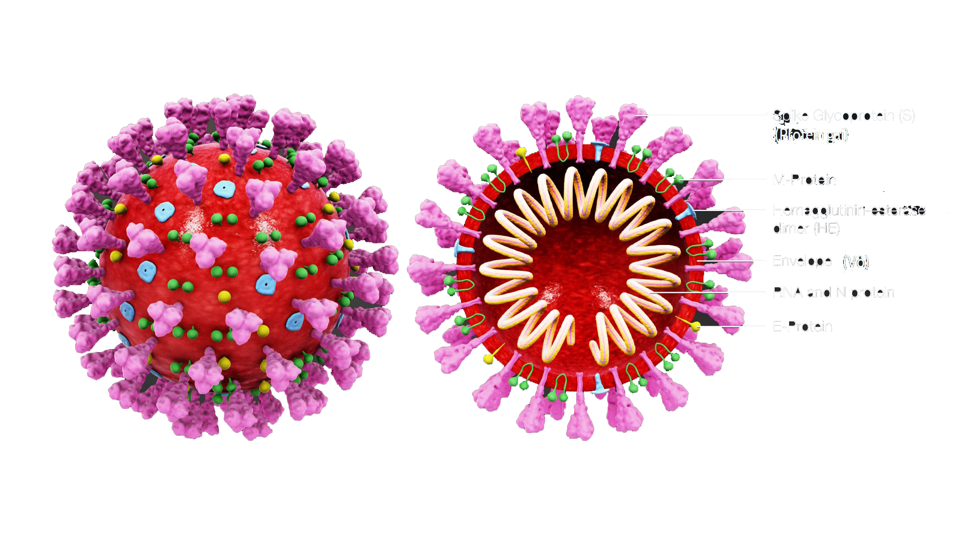 COVID-19 Coronavirus PNG Transparent Image