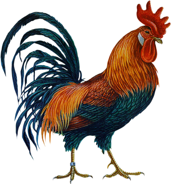 Cock Free PNG Image