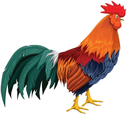 Cock PNG Background Image