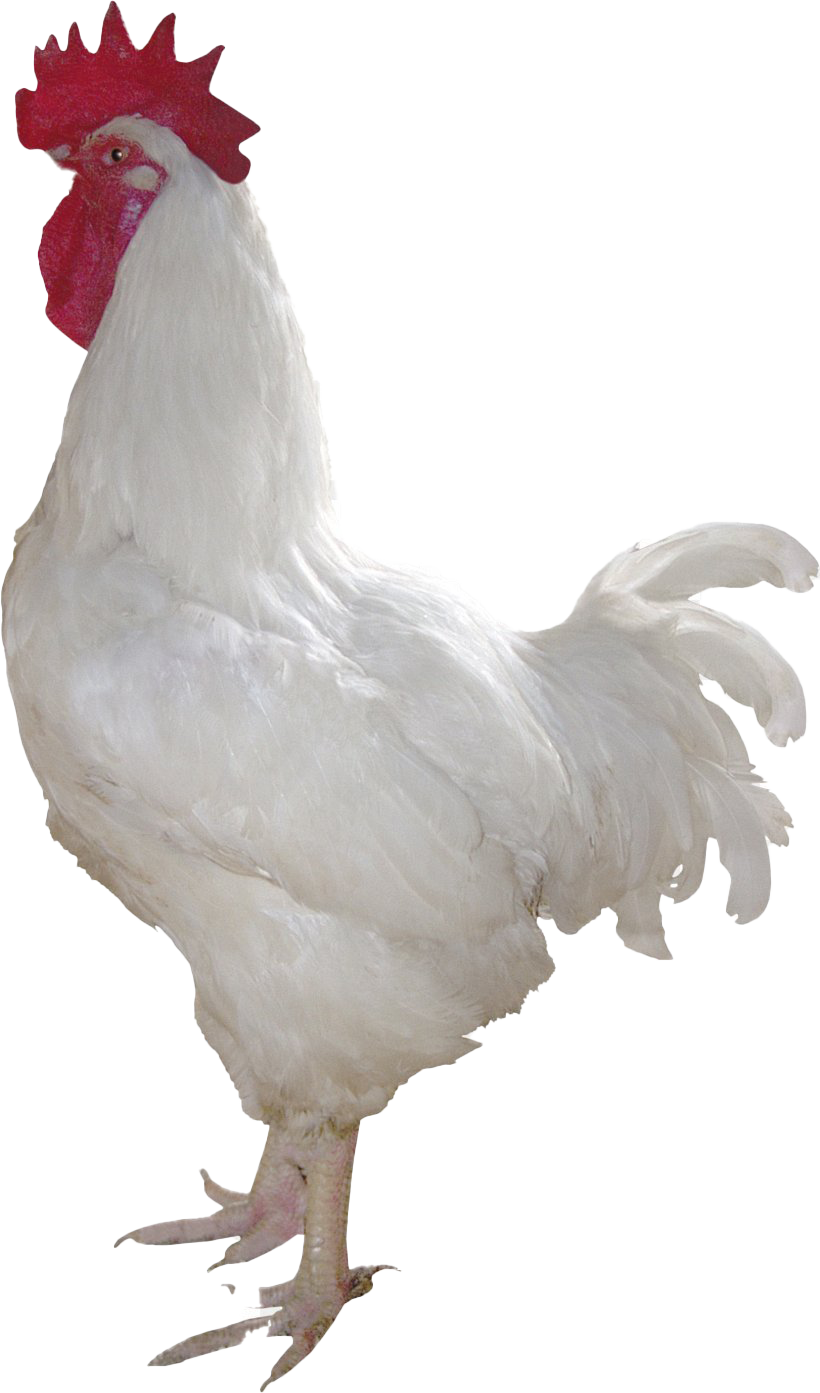 Cock PNG Download Image