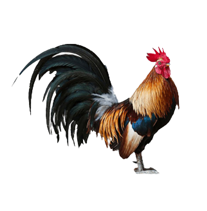 Cock PNG Free Download