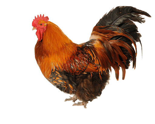 Cock PNG High-Quality Image