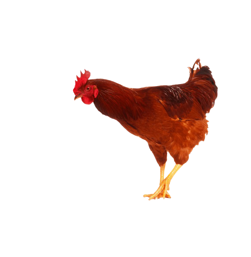 Ayam PNG Gambar