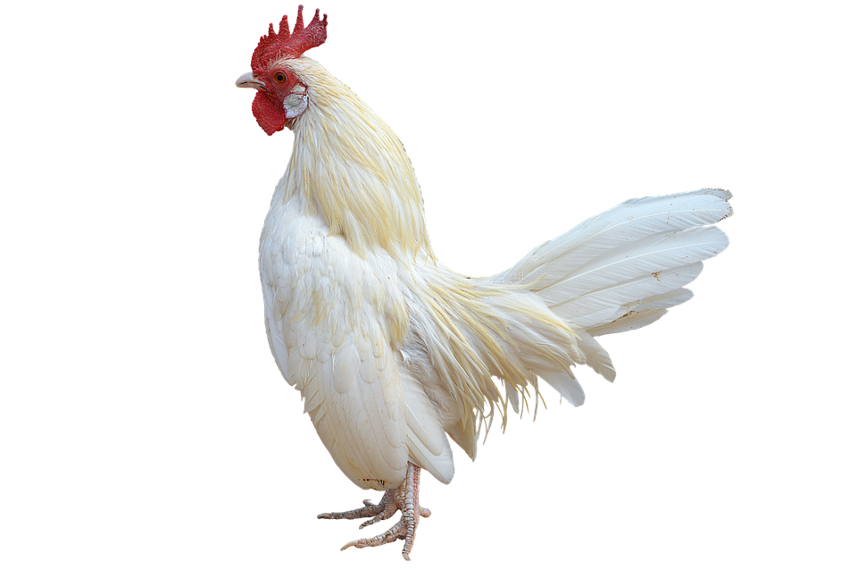 Ayam Transparan latar belakang PNG