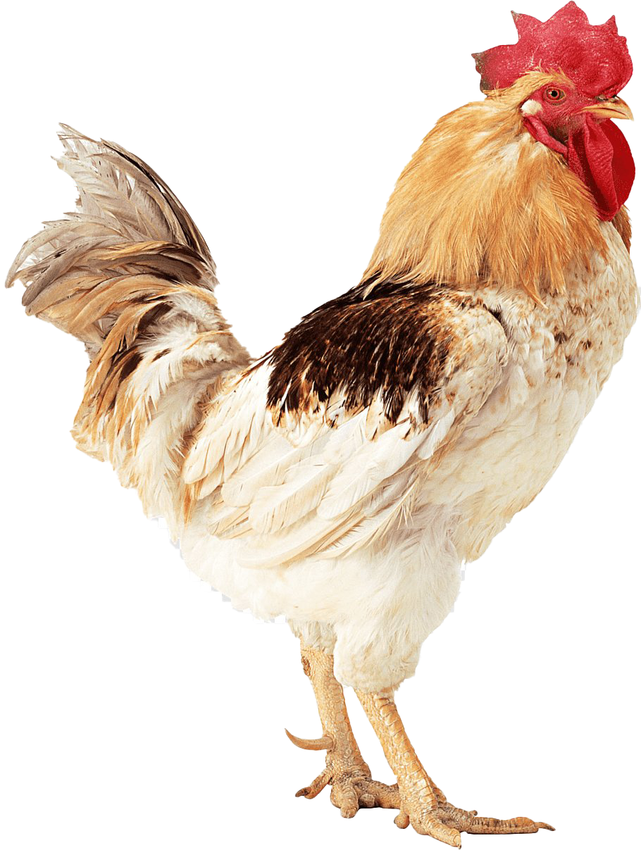 Imagen Transparente de la pollas