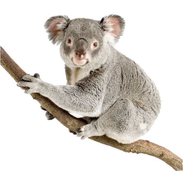 Schattige koala PNG Beeld achtergrond