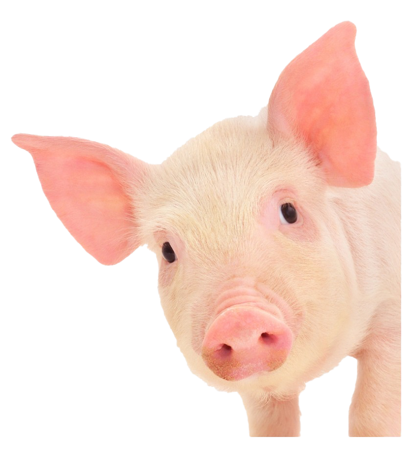 Cute Pig PNG High-Quality Image