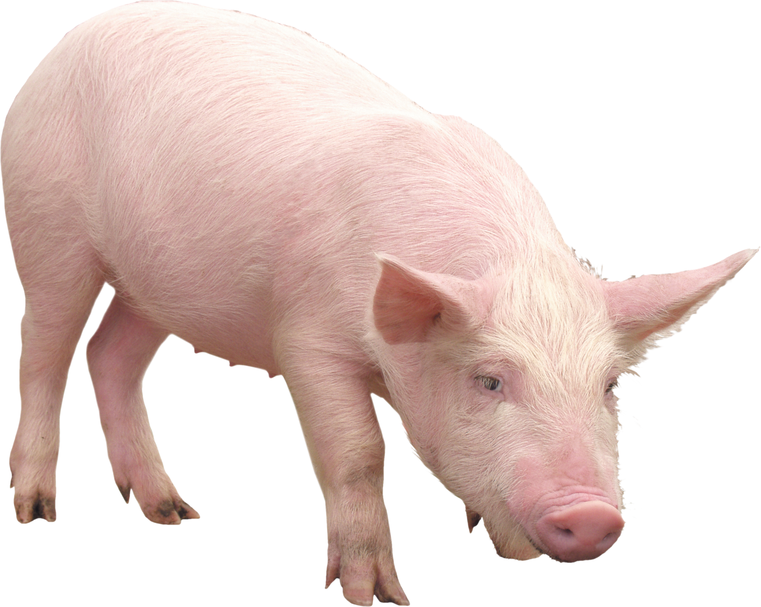 Imagem de alta qualidade de porco de fazenda PNG