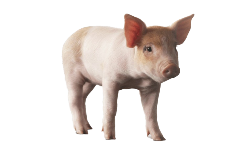 Farm Pig PNG Image Background