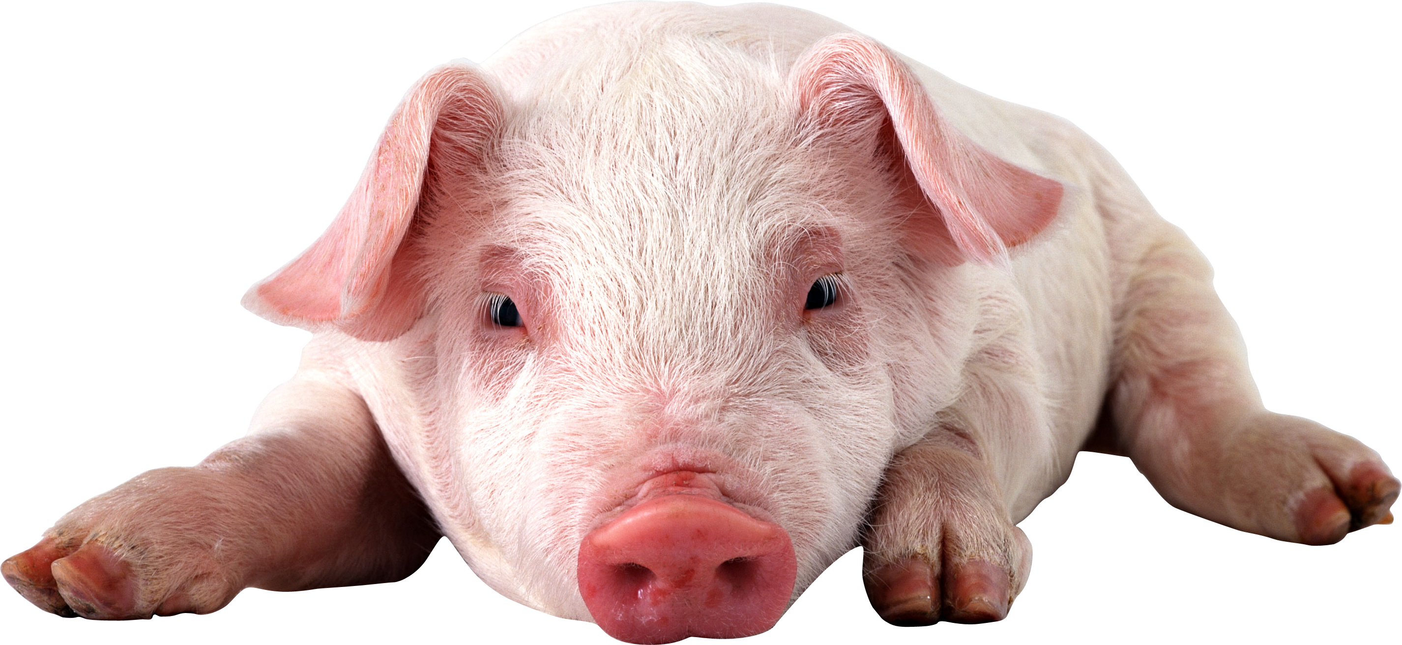 Imagem de PNG de porco agrícola