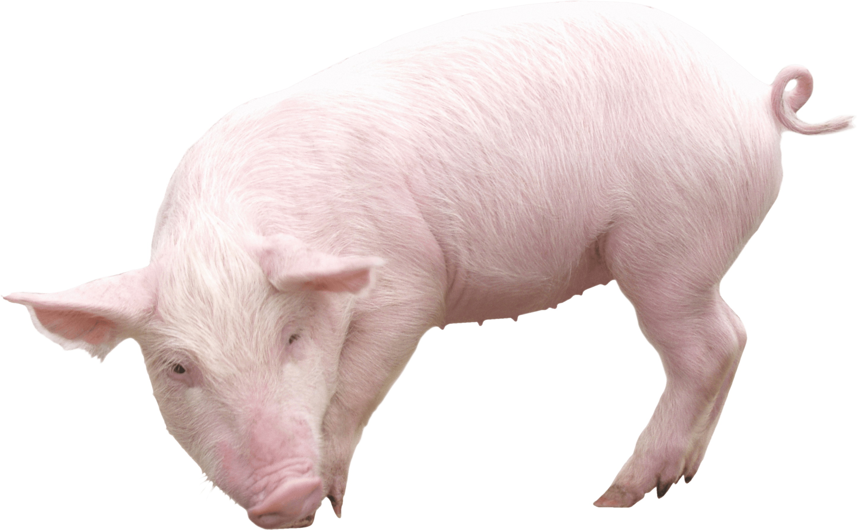 Farm Pig PNG Transparent Image