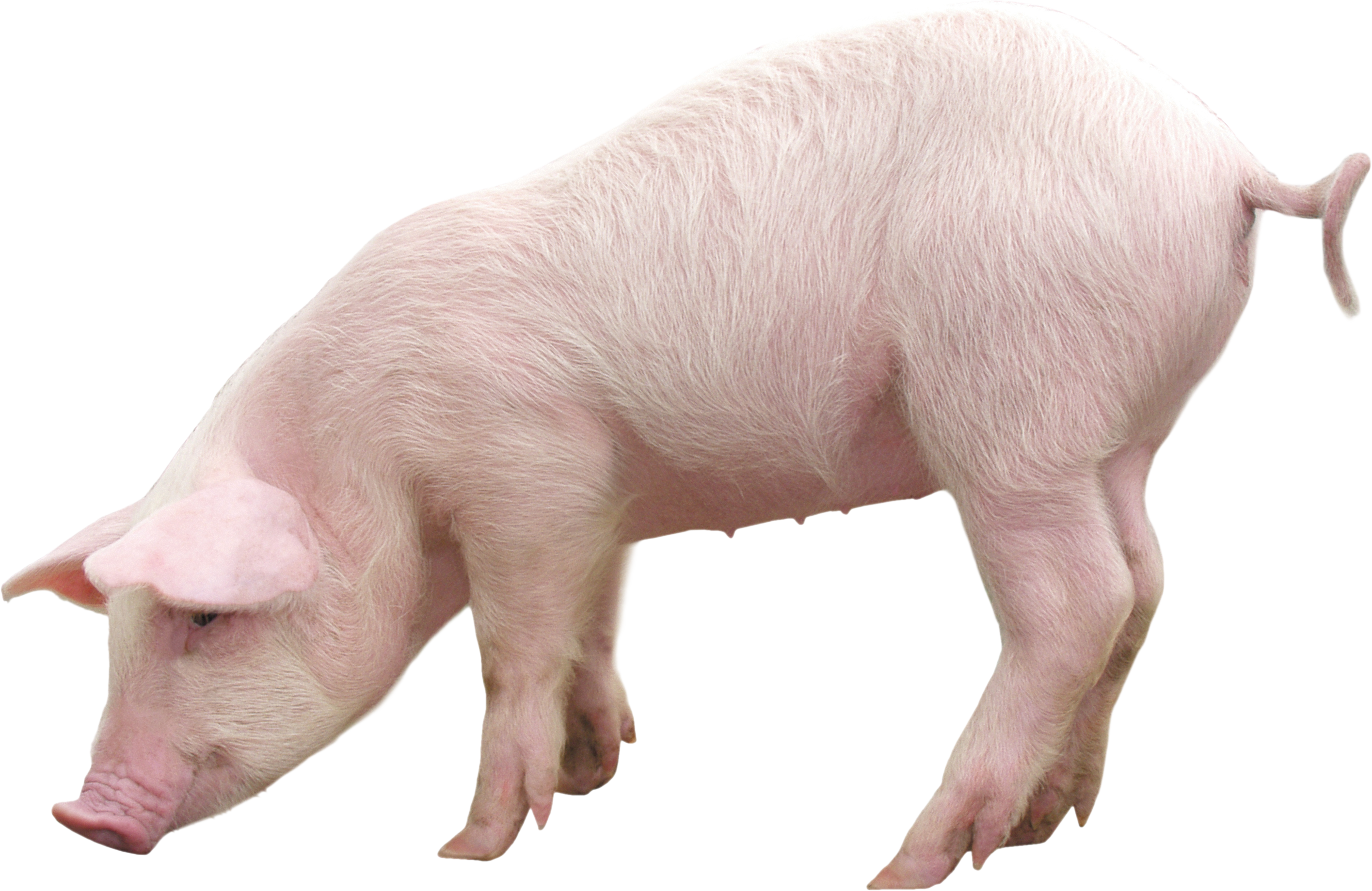 Gambar transparan babi pertanian