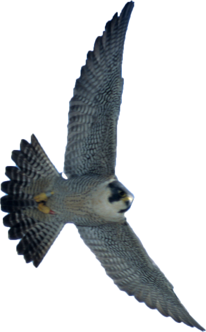 Flying Falcon Download PNG Image