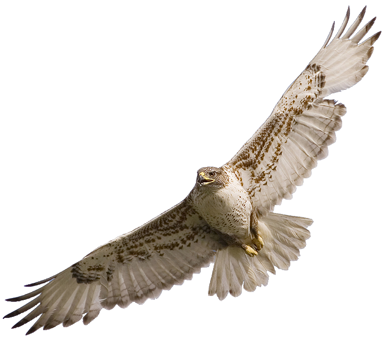 Flying Falcon PNG Background Image
