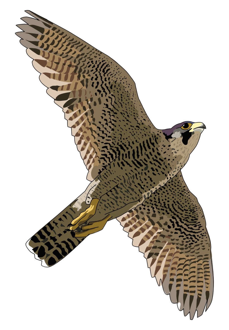 Flying Falcon PNG ดาวน์โหลดรูปภาพ