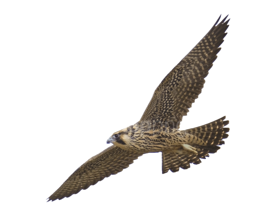 Flying Falcon PNG ภาพคุณภาพสูง