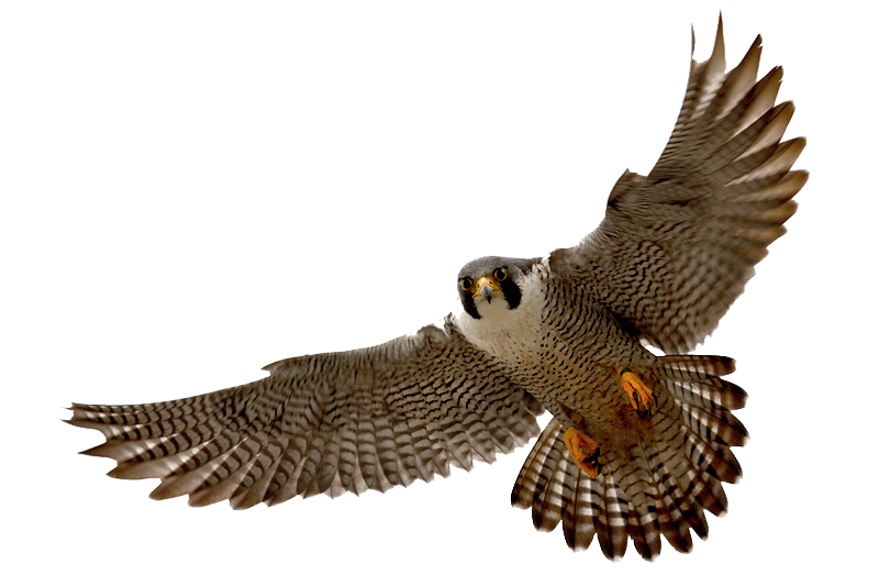 Flying Falcon PNG Image Transparent Background