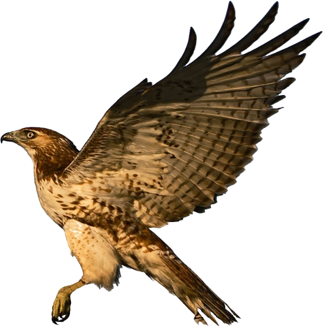 Flying Falcon PNG ภาพ