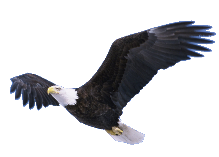 Flying Falcon PNG Photo