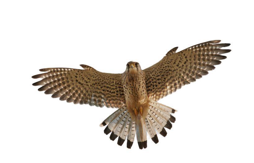 Flying Falcon PNG Pic