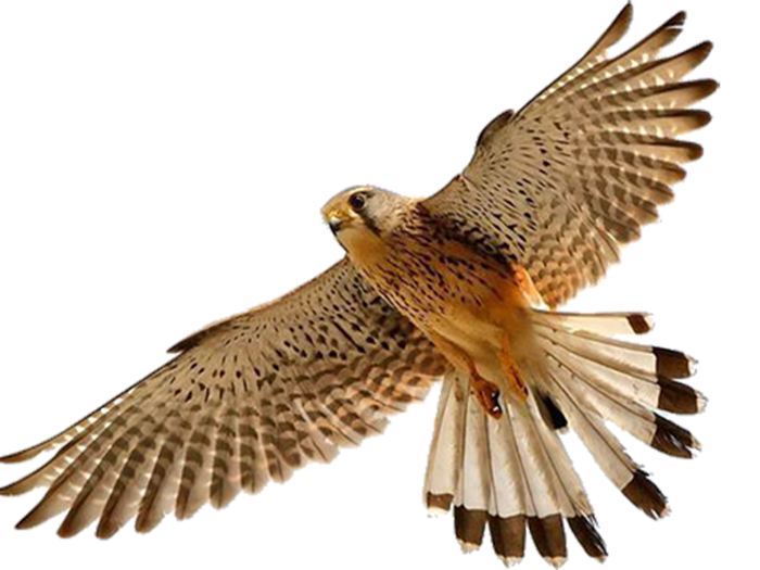 Flying Falcon PNG Picture